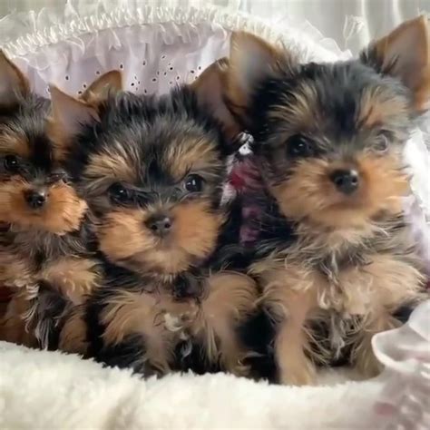 Teacup yorkies for sale under $500. Things To Know About Teacup yorkies for sale under $500. 